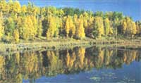 Attracting Butterflies, Whale Hunting and Aspen Trees